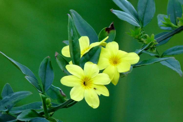 66-jasmim-amarelo-jasminum-mesnyi-11.jpg
