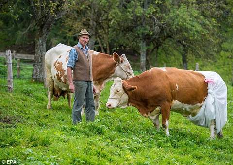 Agricultor coloca fralda em suas vacas, após nova lei que proíbe esterco nas pastagens