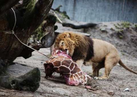 Zoológico de Copenhague volta a matar animais