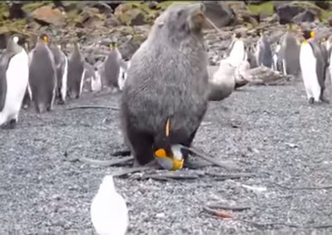 Vídeo mostra foca abusando sexualmente de pinguim