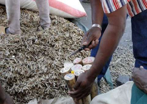 ONG: elefantes da Tanzânia podem desaparecer em menos de 7 anos