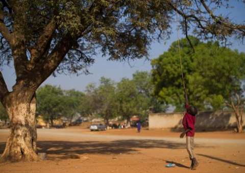 Estudo mostra que quanto mais velha a árvore, mais ela absorve CO2