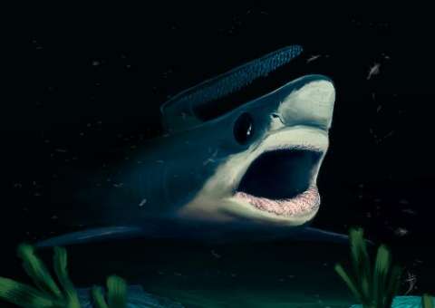 Estudo mostra que tubarões podem viver até 70 anos