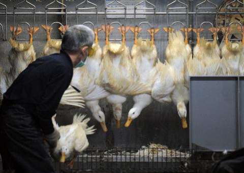 Canadá registra primeira morte por gripe H5N1 na América do Norte