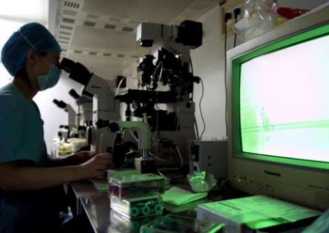 Cientistas revelam segredo que faz óvulo atrair espermatozoide