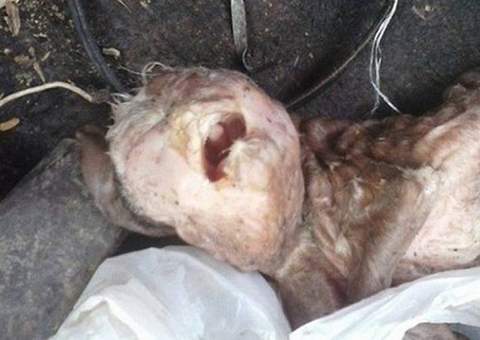  Fazendeiro é acusado de transar com cabra após cabrito nascer com rosto humano