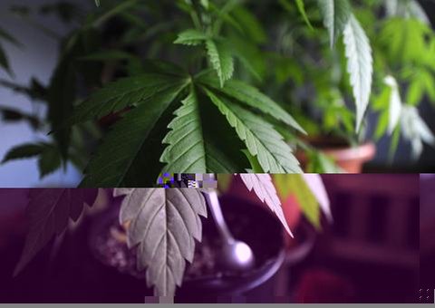 Indígenas paraguaios ameaçam quem plantar maconha em suas terras