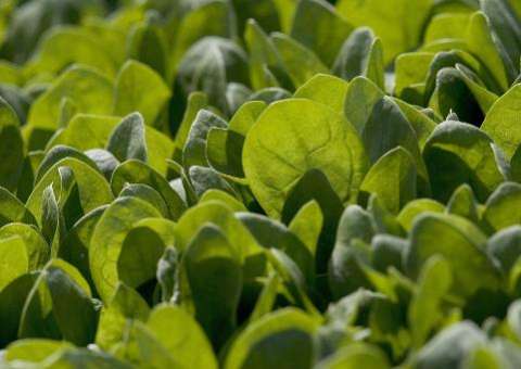 Extrato de espinafre acalma sensação de fome