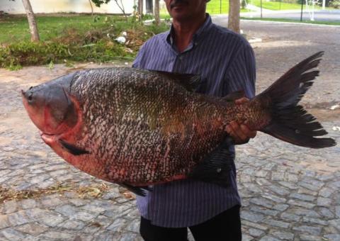Tambaqui é fisgado em rio no Ceará