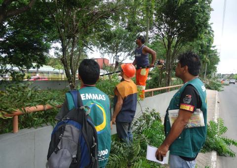 Manejo da arborização beneficia 115 árvores no Igarapé do Franco