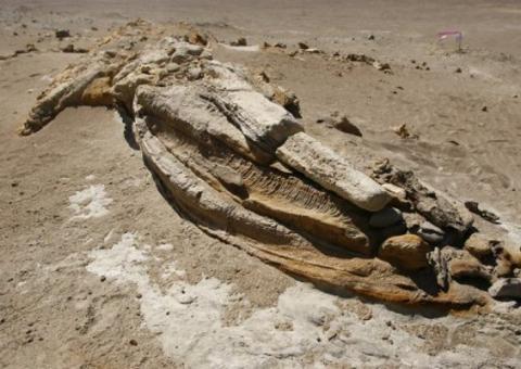 Descoberto no Peru fóssil de ave gigante que viveu há 35 milhões de anos