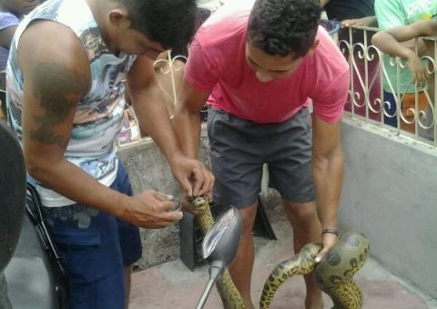 Sucuri de 2 metros capturada em Manaus é levada para o Cigs