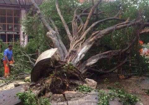 Temporal arranca árvore centenária e destroi barracas de artesanato no Centro de Manaus. Veja fotos