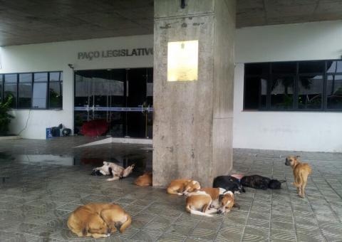 Cachorros invadem a Câmara Municipal de Manaus