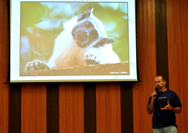 Especialista vê futuro incerto para o sauim-de-coleira