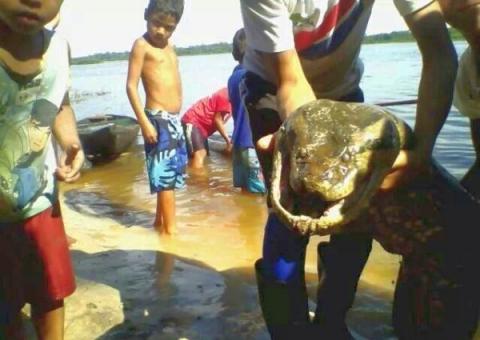 O “Velho do rio” e a sucuri de 12 metros