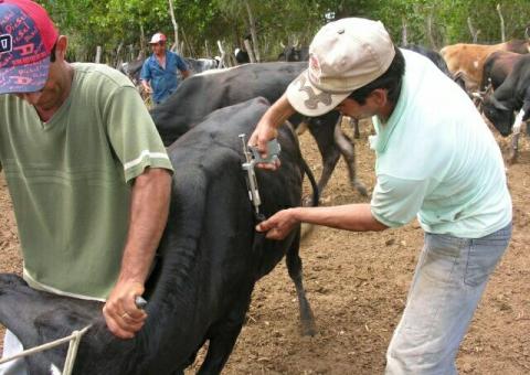 Governo inicia 1ª etapa da vacinação contra Febre Aftosa