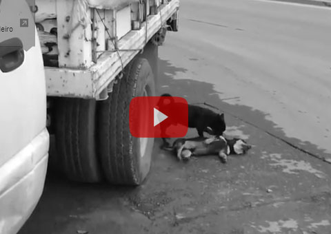Cachorro tenta ressuscitar amigo atropelado