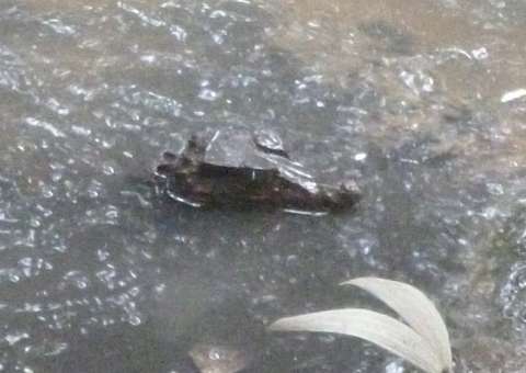 IPAAM resgata filhote de jacaré coroa