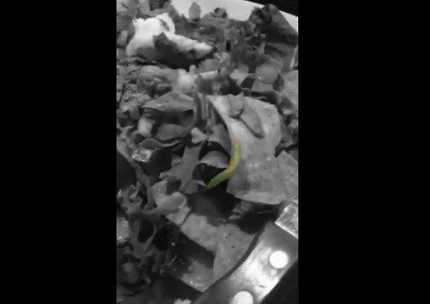 MANAUS: Larva em prato que circula no Whatsapp é forjado