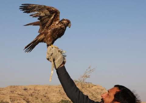 Príncipe saudita mata 2 mil pássaros em risco de extinção durante caça no Paquistão