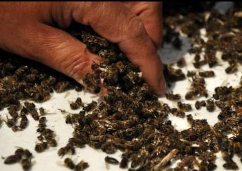 Tribunal polonês condena mulher por matar 2 milhões de abelhas