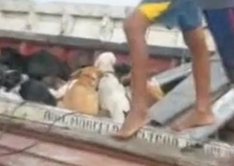 Prefeito de cidade do Pará paga de R$5,00 a R$10,00 para quem matar cães