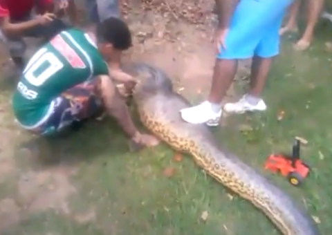 Cobra engole pitbull inteiro no Cuiabá. Veja vídeo