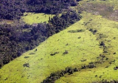 Operação contra tráfico de madeira prende 200 pessoas