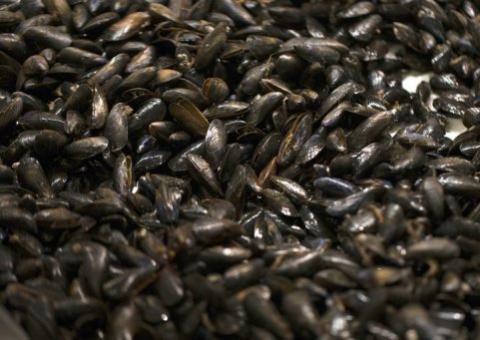 Cientistas descobrem uso de mexilhões em cirurgias e no tratamento do câncer