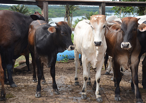 No Amazonas, 650 mil cabeças de gado vão ser vacinadas contra aftosa