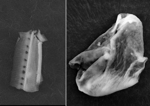 Ingleses dizem ter provas de vida alienígena 