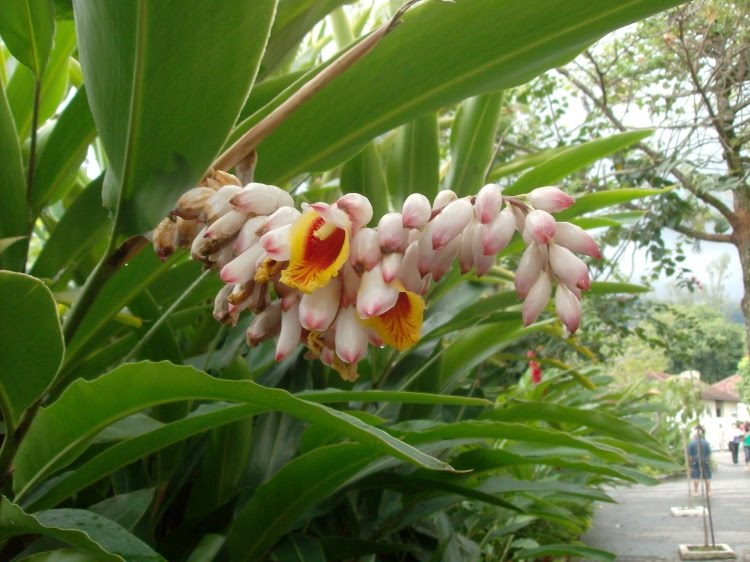 alpinia_-variegada.jpg