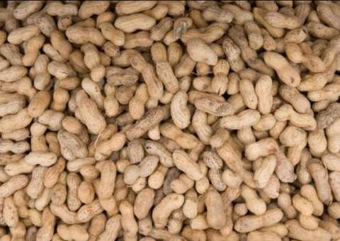 Pesquisadores conseguem combater alergia a amendoim entre crianças