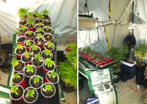 Americano é preso por tentar impedir bombeiros de apagar incêndio em plantação de maconha