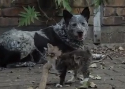 Gatinho abandonado com síndrome que atrapalha a movimentação ganha um amigo