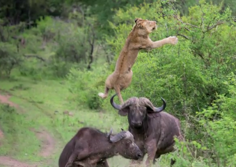  Quando o amigo  tem dois chifres, mas é macho de verdade