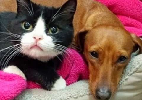 Cão e gato abandonados surpreendem na amizade