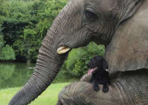 Vídeo mostra amizade sincera entre elefante orfã e cadelinha abandonada