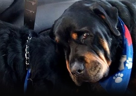 Vídeo comove internautas ao mostrar rottweiler chorando ao lado de irmão morto