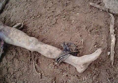 Porcos comem homem que estuprava leitoa dentro de chiqueiro