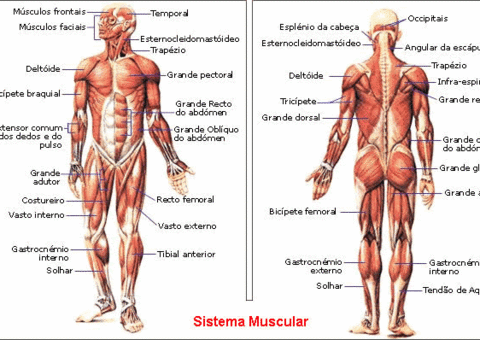 UEA promove a V Feira de Anatomia Humana