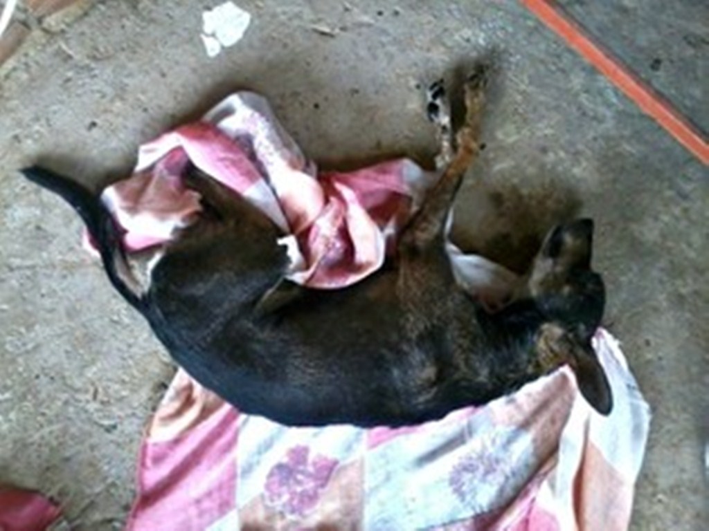  Animais de estimação morrem no Amazonas após tomarem vacinas antirrábicas