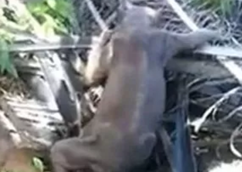  Criatura estranha é flagrada rastejando na Malásia e causa estranhamento na web