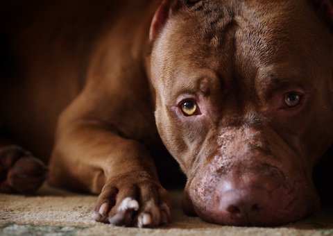 Pit bull é sacrificado após matar bebê em Manaus