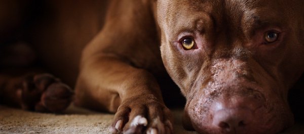 Pit bull é sacrificado após matar bebê em Manaus