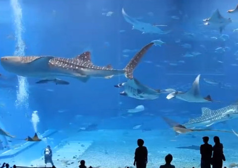 Conheça o espetáculo do aquário Okinawa Churaumi