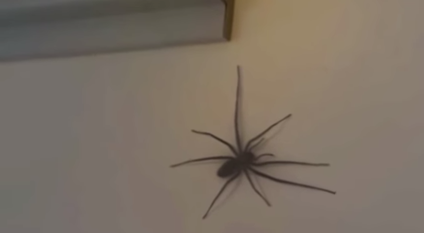 Homem provoca aranha enorme e é atacado