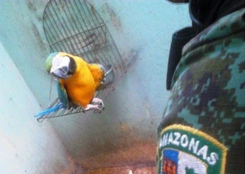 Aves silvestres mantidas em cativeiro são apreendidas pela polícia ambiental