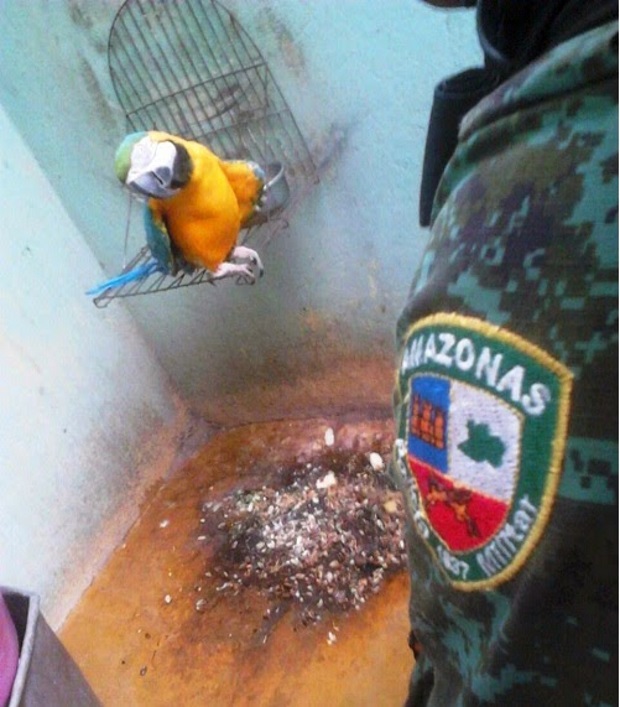Aves silvestres mantidas em cativeiro são apreendidas pela polícia ambiental